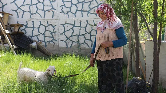 Kuzusuna bebek gibi bakıyor, yanından hiç ayırmıyor