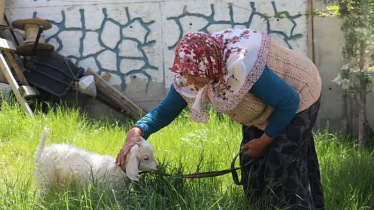 Kuzusuna bebek gibi bakıyor, yanından hiç ayırmıyor