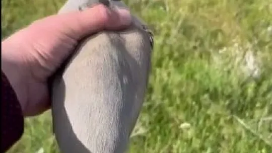 Yaralı bulduğu kekliğin tedavisini yaptıktan sonra doğaya saldı