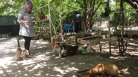 Evini sokak kedilerine açtı, sokak hayvanlarının annesi oldu