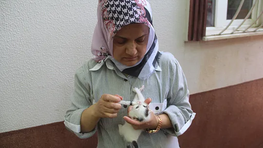 Evini sokak kedilerine açtı, sokak hayvanlarının annesi oldu