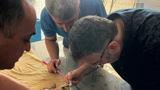 Elazığ'da Siraz Balığı Üretim Çalışmaları Sürüyor