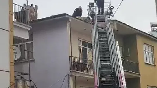 Binanın çatısında mahsur kalan köpeği, itfaiye kurtardı