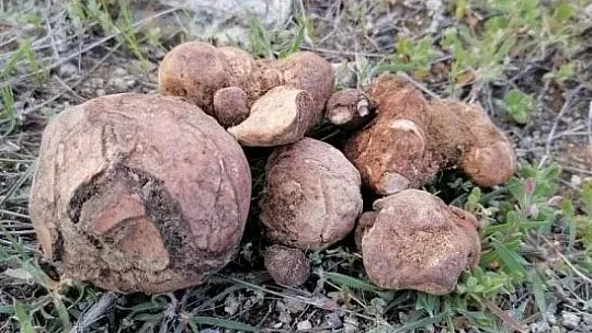 Tam Bir Şifa Deposu, Baskil'in vazgeçilmezi Pazarlarda Satılmaya Başladı