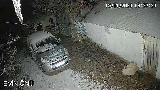 Depreme uykusunda yakalanan köpeğin o anları kamerada