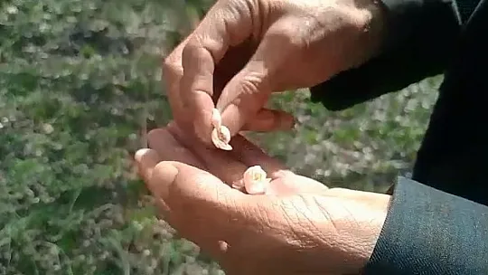 Korkulan Oldu, Kayısıyı Don Vurdu!