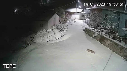 Elazığ'da aç kalan tilki köye indi