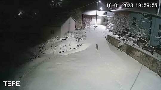 Elazığ'da aç kalan tilki köye indi
