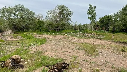 Elazığ'da Ağıla Giren Kurt Sürüsü, Bütün Koyunları Telef Etti