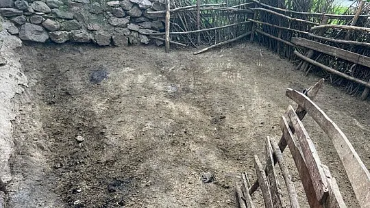 Elazığ'da Ağıla Giren Kurt Sürüsü, Bütün Koyunları Telef Etti