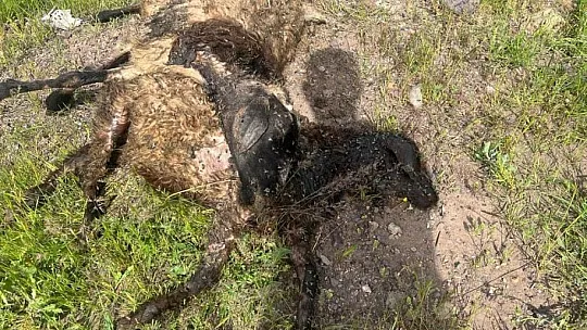 Elazığ'da Ağıla Giren Kurt Sürüsü, Bütün Koyunları Telef Etti