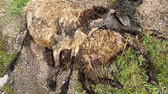 Elazığ'da Ağıla Giren Kurt Sürüsü, Bütün Koyunları Telef Etti