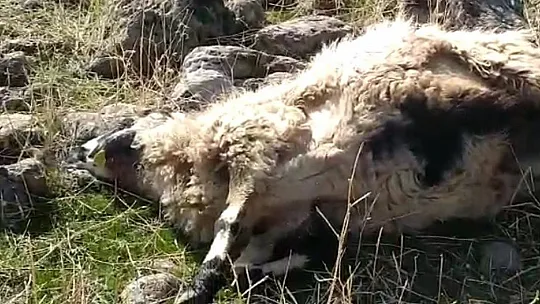 Elazığ'da ağıla giren kurtlar, 53 koyunu telef etti