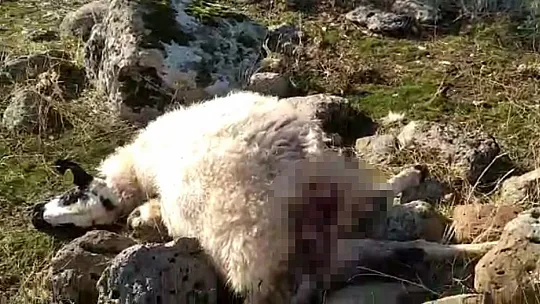 Elazığ'da ağıla giren kurtlar, 53 koyunu telef etti