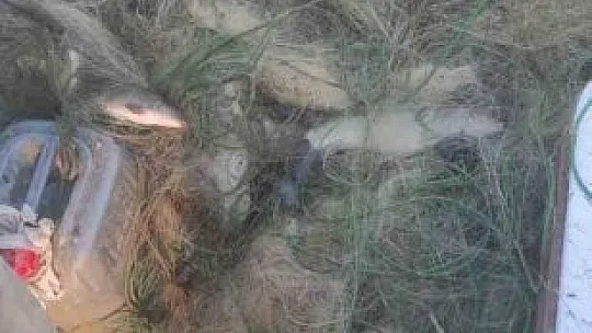 Elazığ'da kaçak balık avı yapan şüpheli yakalandı