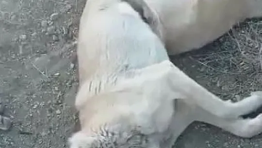Elazığ'da köpek katliamı: 10 köpek zehirlendi