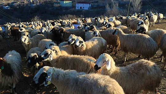Elazığ'da SAT-2 tipi şap virüsü alarmı