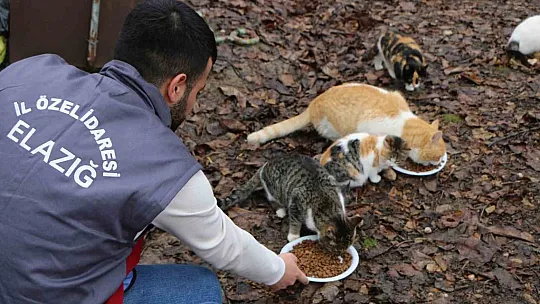 Elazığ'da sokak hayvanları unutulmadı