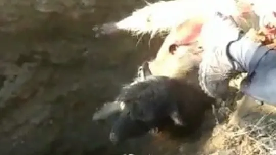 Elazığ'da su kuyusuna düşen keçi kurtarıldı
