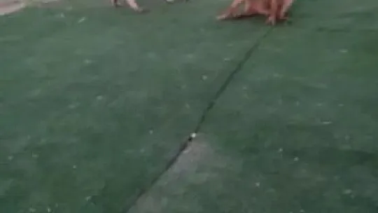 Elazığ'da vahşet, köpeği 7 yerinden bıçaklayıp öldürdüler