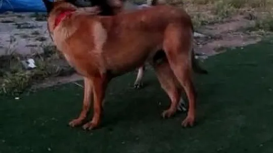 Elazığ'da vahşet, köpeği 7 yerinden bıçaklayıp öldürdüler