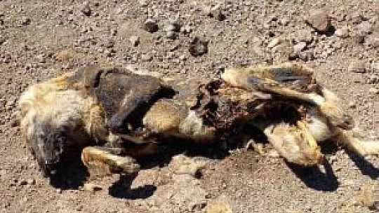 Elazığ'da vahşet: Köpeği yakıp cansız bedenini tarlaya attılar