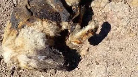 Elazığ'da vahşet: Köpeği yakıp cansız bedenini tarlaya attılar
