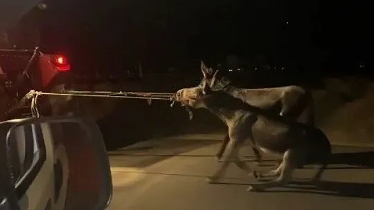 Eşekleri traktörün arkasına bağlayıp sürüklemişti, o sürücü bulundu ceza kesildi