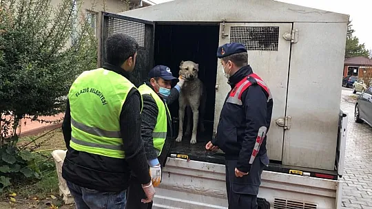 Elazığ'daki Skandal Görüntüye Jandarmadan Anında Müdahale