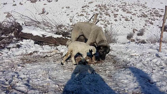 Kangal Köpeği Kuzuya Annelik Yapıyor