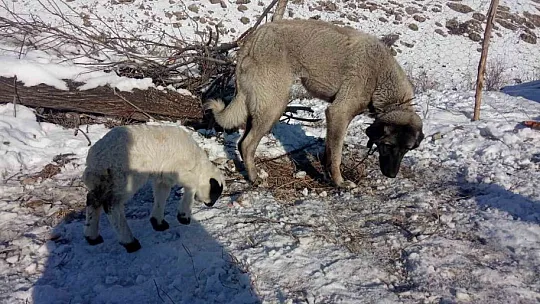 Kangal Köpeği Kuzuya Annelik Yapıyor