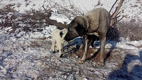 Kangal Köpeği Kuzuya Annelik Yapıyor