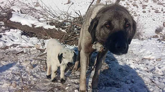 Kangal Köpeği Kuzuya Annelik Yapıyor