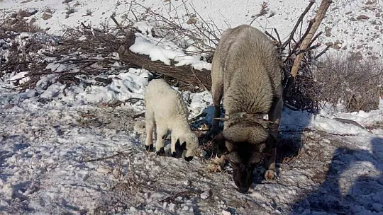 Kangal Köpeği Kuzuya Annelik Yapıyor