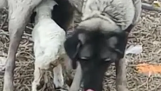 Kangal Köpeği Kuzuya Annelik Yapıyor