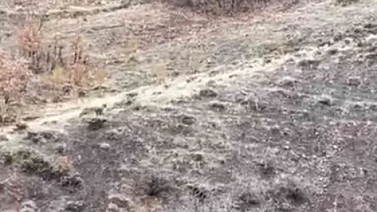 Nesli tükenme tehlikesi altındaki çizgili sırtlan Elazığ'da görüntülendi