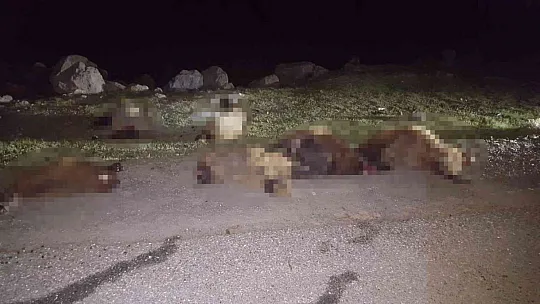Otomobil Sürüye Çarptı: 30 Koyun Telef Oldu