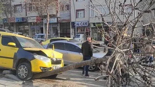 Otomobilin çarptığı ağaç devrildi: 1 yaralı