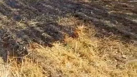 Elazığ'da Trafo, Yangına Neden Oldu!