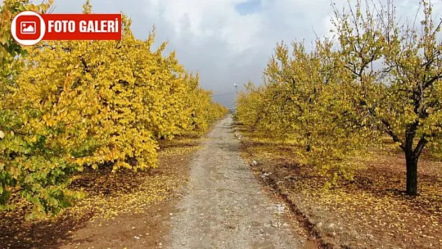 Elazığ'da 'altın yaprakların' sonbahar güzelliği