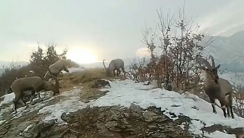 Doğaya bırakılan yemleri yiyen yaban keçileri ve kuşlar görüntülendi