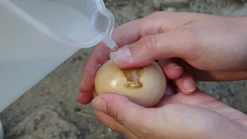 Komşu Şehirde İlginç Olay: Bu Yumurtayı Görenler Şaşırıyor