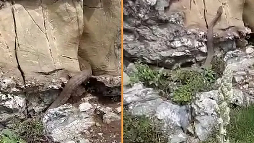 Kayalıklar Arasında Görülen 2 Metrelik Yılan Korkuttu