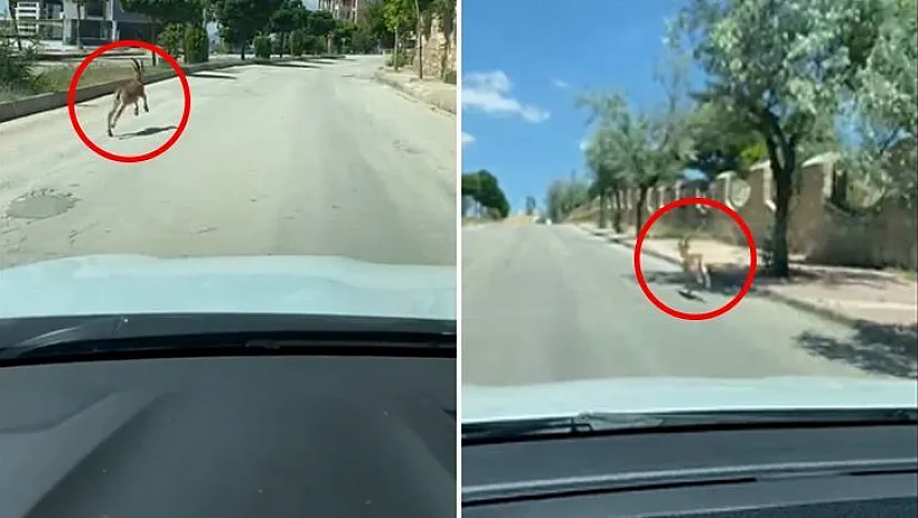 Yaban Keçisi Arabayla Yarıştı