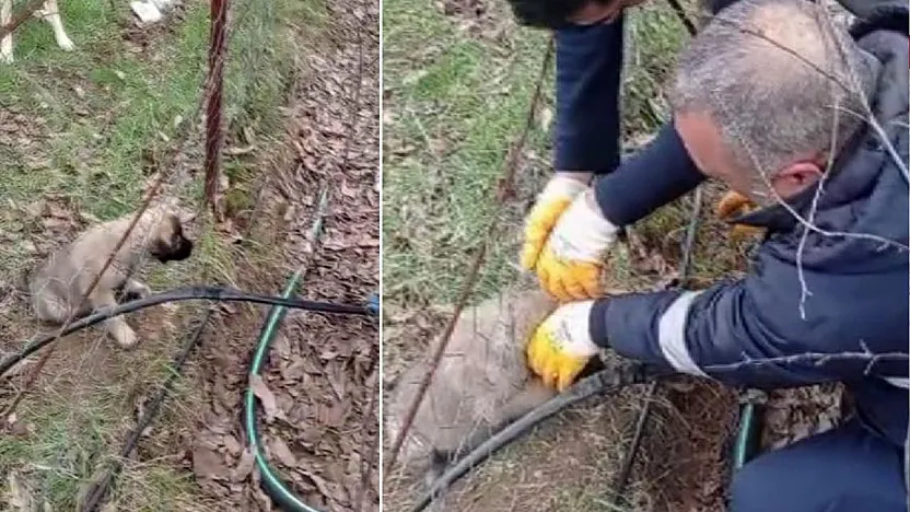 Tel örgüsüne sıkışan yavru köpeği İl Özel İdare ekipleri kurtardı