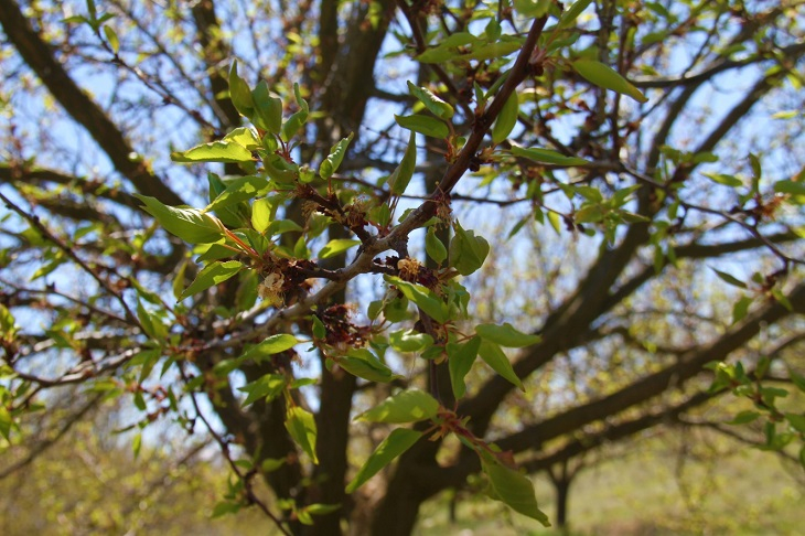Baskil'in Kayıp Yılı