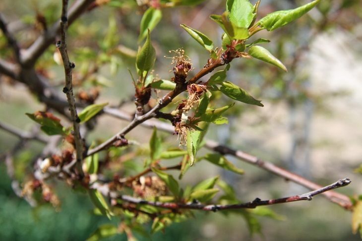 Baskil'in Kayıp Yılı