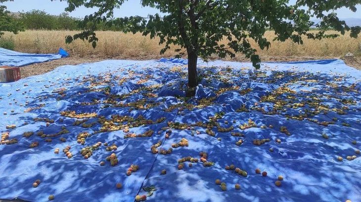 İş Çok, İşçi Yok