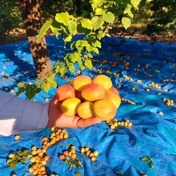 İş Çok, İşçi Yok