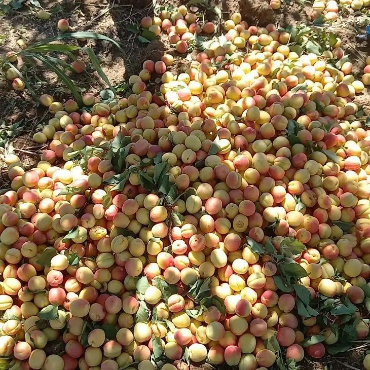 İş Çok, İşçi Yok